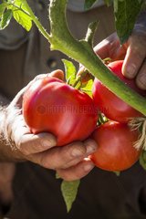 Harvest of tomatoes 'Tonton de Madeleine' in a garden