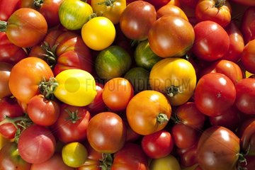 Harvest of mix tomatoes
