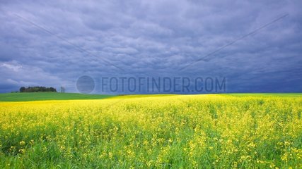 Turnip field under a stormy sky in Dordogne France