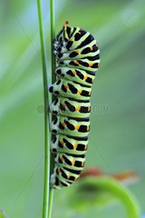 Old world Swallowtail caterpillar in Prairies Fouzon France