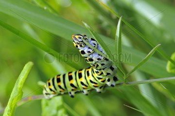 Old world Swallowtail caterpillar in Prairies Fouzon France