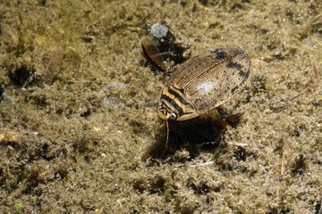 Water beetle in a pool Prairie Fouzon France