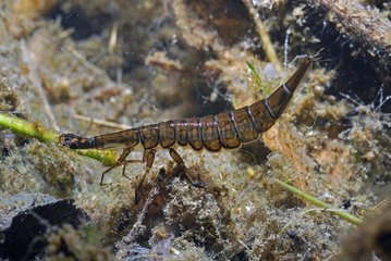 Dyptique larva in a pond bordering in the spring France