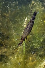 Diving beetle larva in a pond bordering in spring France