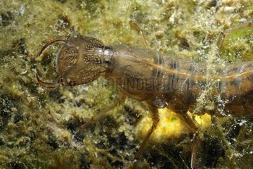 Diving beetle larva in a pond bordering in spring France