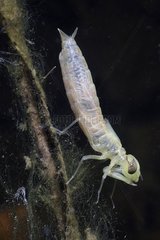 Dragonfly larvae after molting into a pond France