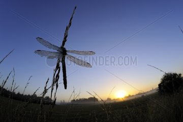 Dragonfly at dawn in Prairie Fouzon France
