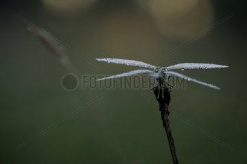 Club-tailed Dragonfly at dawn Prairies Fouzon France