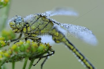 Club-tailed Dragonfly at dawn Prairies Fouzon France