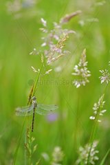 Club-tailed Dragonfly on grass Prairies Fouzon France
