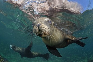 Young Californian Sea Lion Sea of Cortez Mexico