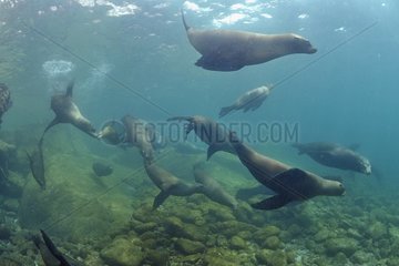 Californian Sea Lion Sea of Cortez Mexico