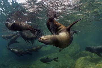 Californian Sea Lion Sea of Cortez Mexico