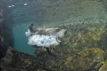 Californian Sea Lion male in the Sea of Cortez Mexico