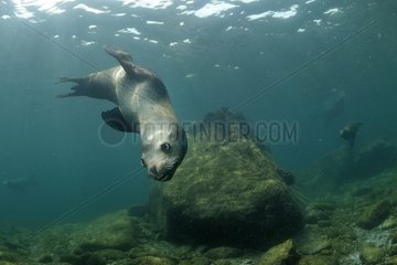 Californian Sea Lion in the Sea of Cortez Mexico