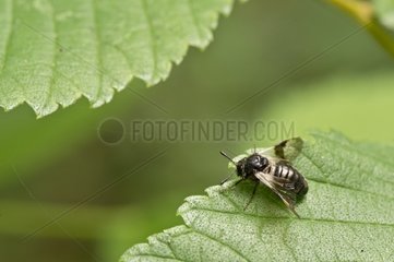 Honeysuckle sawfly on a leaf - Denmark