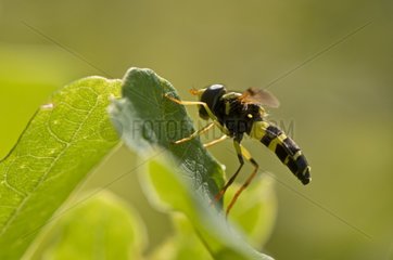 Hoverfly on a leaf - Denmark