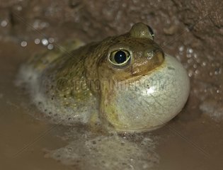 Couch's Spadefoot Toad male calling Arizona USA