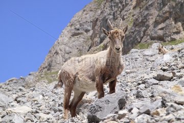 Alpine Ibex in the rocks France