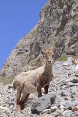 Alpine Ibex in the rocks France