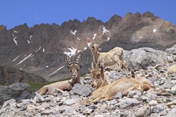 Alpine Ibex resting in the rocks France