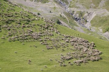 Sheep in the pastures to the Col du Lautaret France
