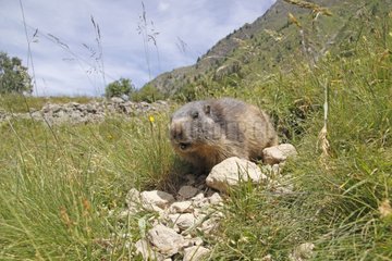 Alpine Marmot out of its burrow Ecrins NP France