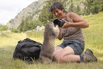 Alpine Marmot intrigued by the camera Ecrins National Park