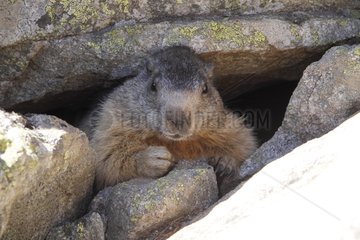 Alpine Marmot at the entrance to its burrow under rocks