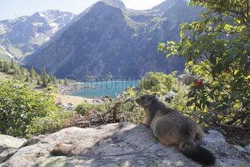 Alpine Marmot resting on a rock shaded France