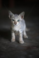 Kitten with blue eyes in Burma
