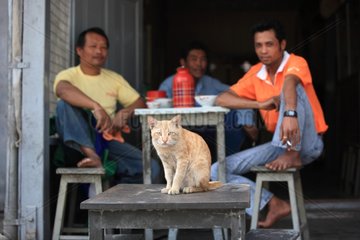 Cat sitting on a stool in front of a cafe in Hsipaw Burma