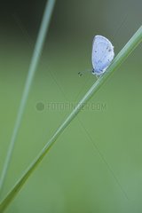 Short tailed Blue Butterfly on a blade of grass Doubs Valley