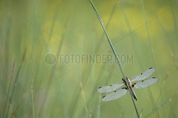 Dragonfly posed in the dew of the Doubs River France