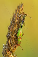 Mating insects in the Prairie du Fouzon France