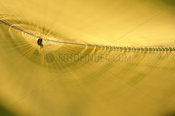 Spider on its web at sunrise Prairie du Fouzon France