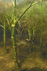 Aquatic plant and tadpoles in a pond France