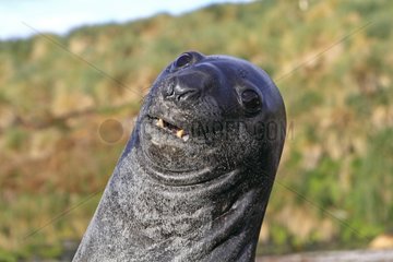 Portrait of Elephant Seal male Falkland Islands