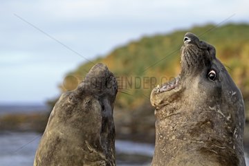 Elephant Seal males fighting Falkland Islands