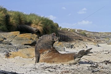 Southern Elephant Seal male display Falkland Islands
