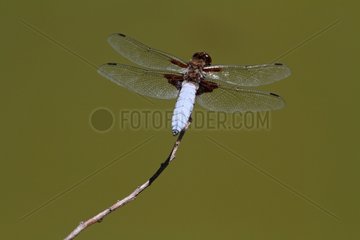 Eurasian Red Dragonfly on a branch overlooking a pond