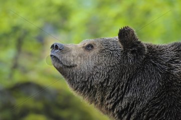 European brown bear in the Bavarian Forest NP Germany