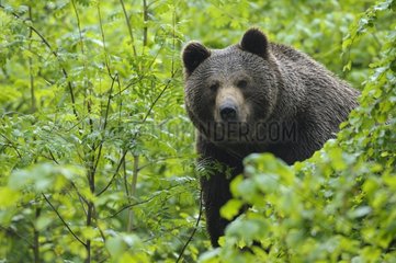 European brown bear in the Bavarian Forest NP in Germany