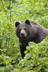 European brown bear in the Bavarian Forest NP in Germany