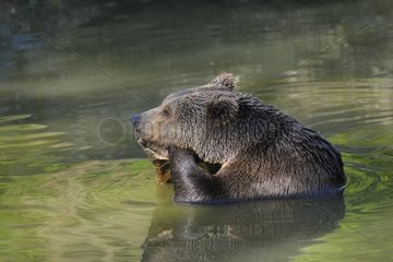 European brown bear in a small lake in Bavarian Forest NP