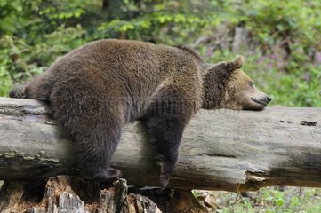 Relaxed european brown bear Bavarian Forest NP Germany