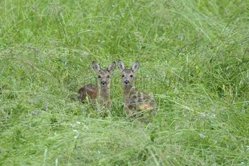 Two fawns European Roe Deer in a meadow in summer Germany