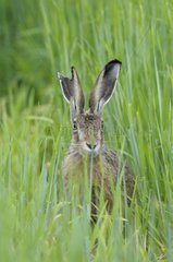 European brown hare in grain field in summer Germany