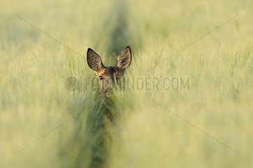 Roe deer female in grain field in summer Germany
