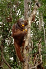 Orangutan holding fruits on tree Kajang island Borneo
